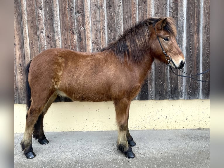 Icelandic Horse Gelding 8 years Brown in Straßwalchen