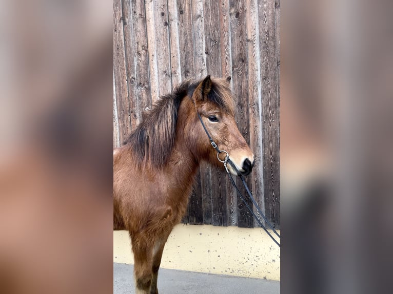 Icelandic Horse Gelding 8 years Brown in Straßwalchen