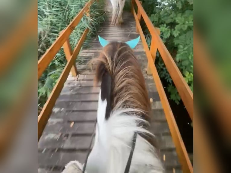 Icelandic Horse Gelding 9 years 12,3 hh Pinto in Achstetten