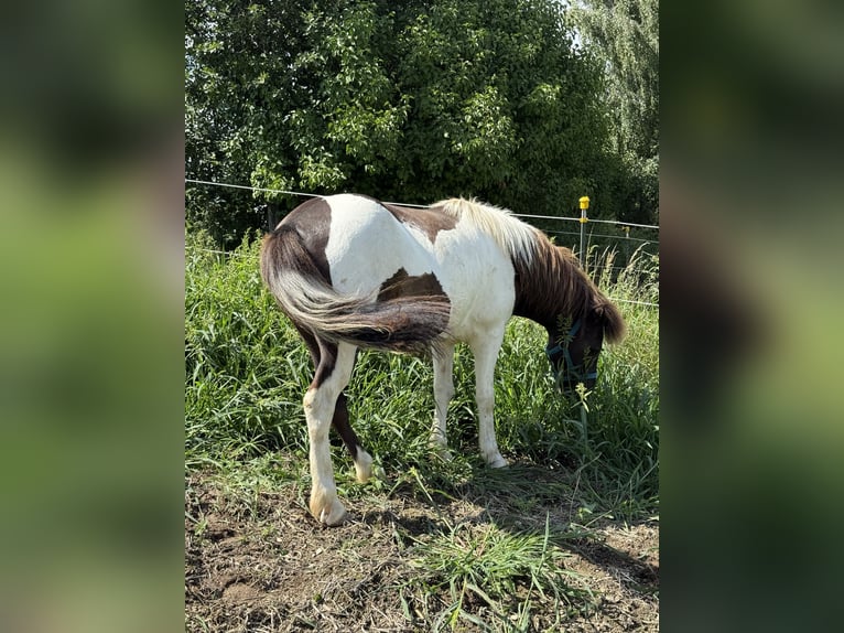 Icelandic Horse Gelding 9 years 12,3 hh Pinto in Achstetten