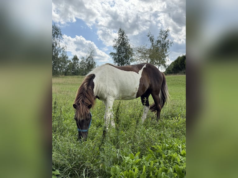 Icelandic Horse Gelding 9 years 12,3 hh Pinto in Achstetten