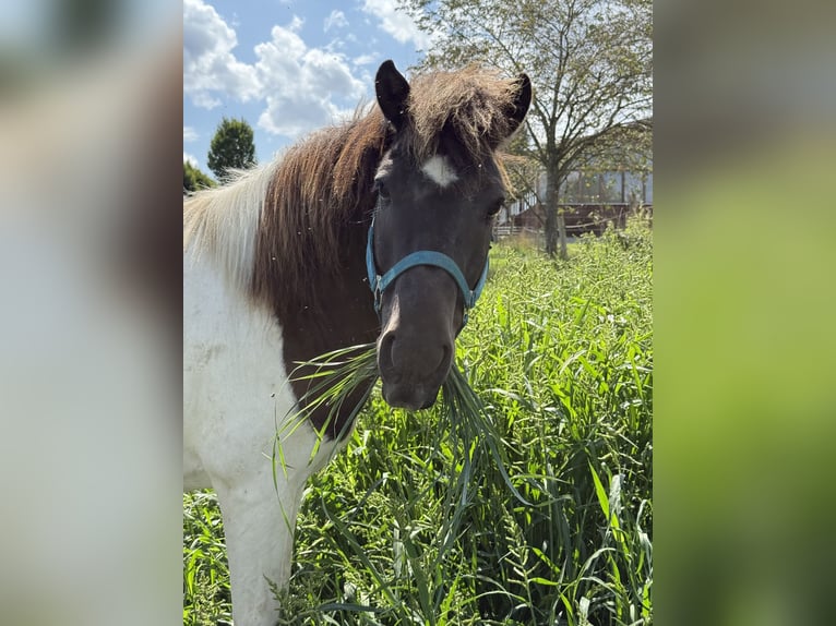 Icelandic Horse Gelding 9 years 12,3 hh Pinto in Achstetten