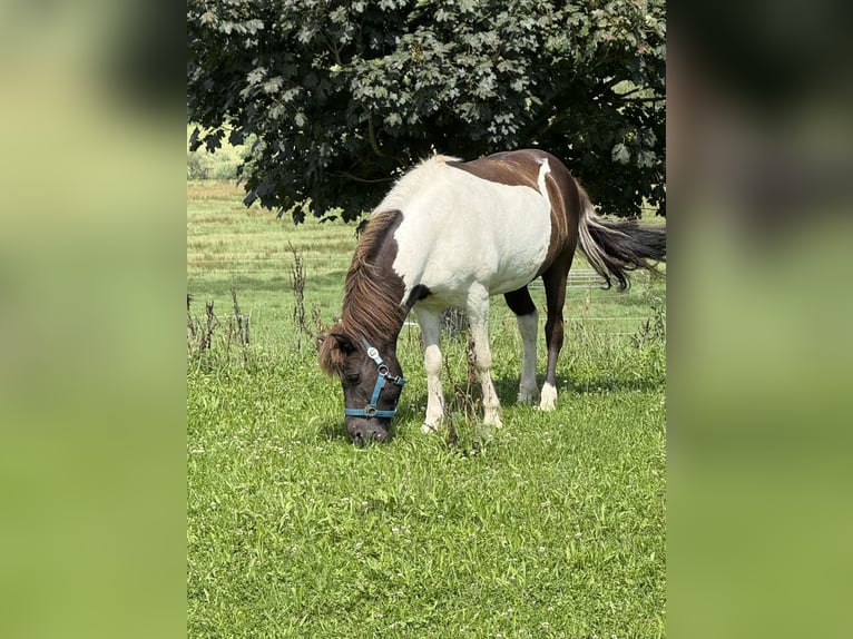 Icelandic Horse Gelding 9 years 12,3 hh Pinto in Achstetten