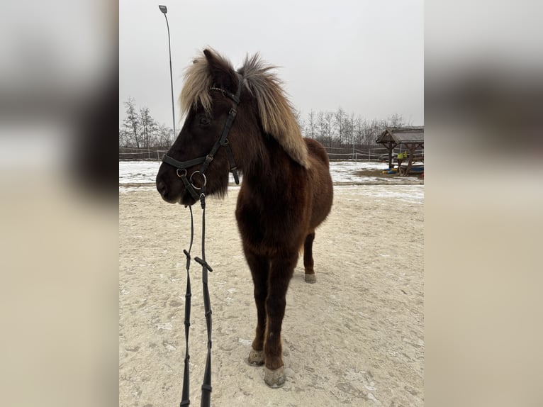 Icelandic Horse Gelding 9 years 13.1 hh  in Mattersburg