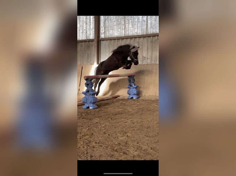 Icelandic Horse Gelding 9 years 13.1 hh  in Mattersburg