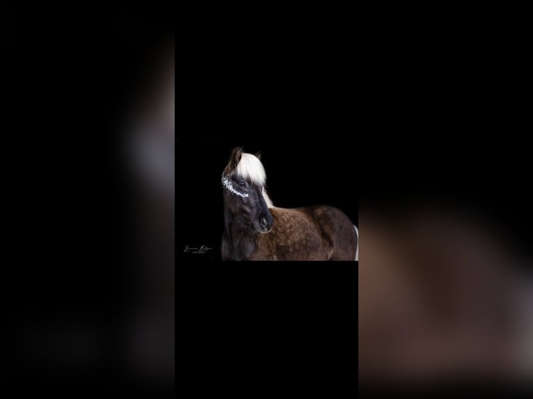 Icelandic Horse Gelding 9 years 13.1 hh  in Mattersburg