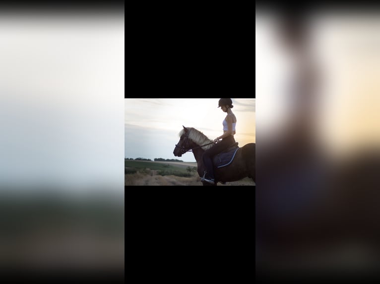 Icelandic Horse Gelding 9 years 13.1 hh  in Mattersburg