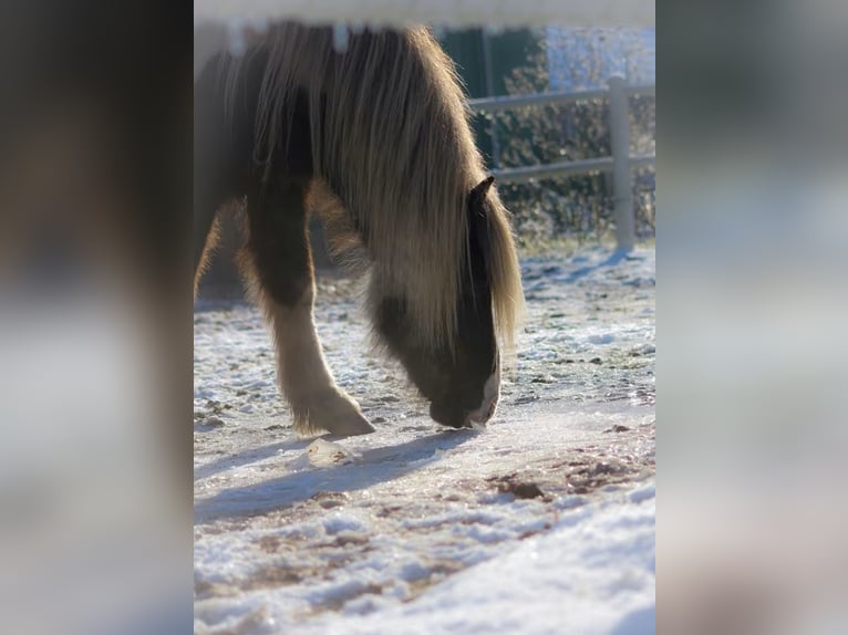 Icelandic Horse Gelding 9 years 13.1 hh Pinto in Wardenburg