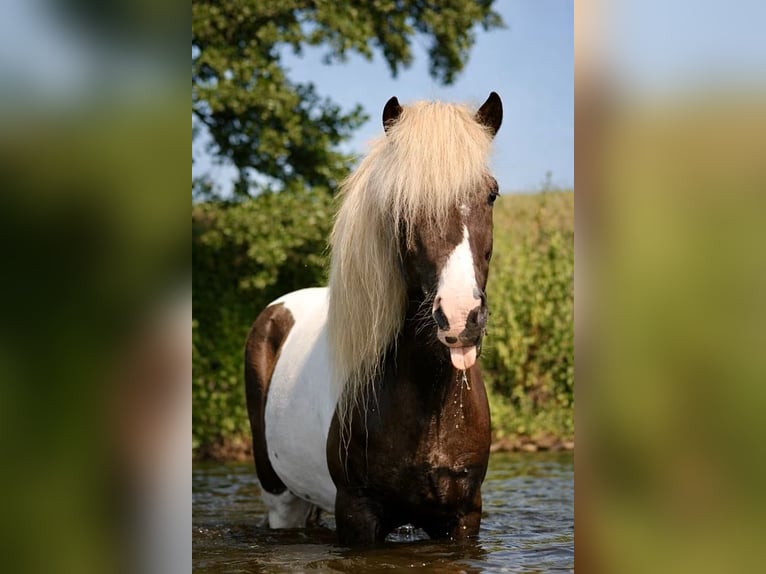Icelandic Horse Gelding 9 years 13.1 hh Pinto in Wardenburg