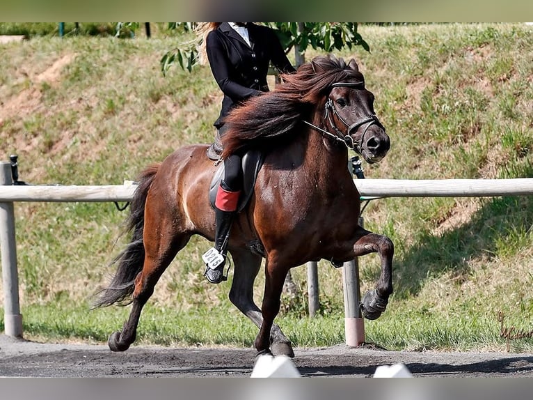 Icelandic Horse Gelding 9 years 13.2 hh Black in Bensheim