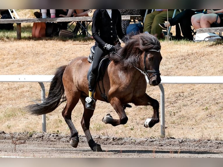 Icelandic Horse Gelding 9 years 13.2 hh Black in Bensheim