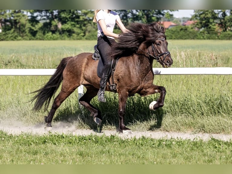 Icelandic Horse Gelding 9 years 13.2 hh Black in Bensheim