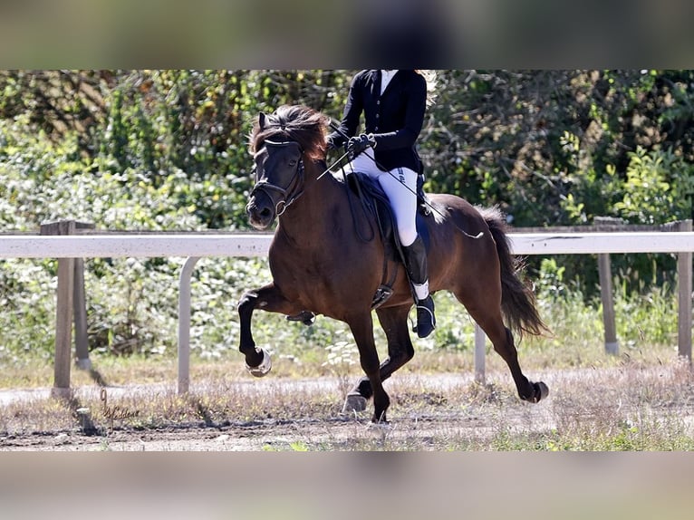Icelandic Horse Gelding 9 years 13.2 hh Black in Bensheim