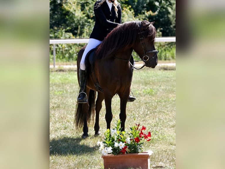 Icelandic Horse Gelding 9 years 13.2 hh Black in Bensheim