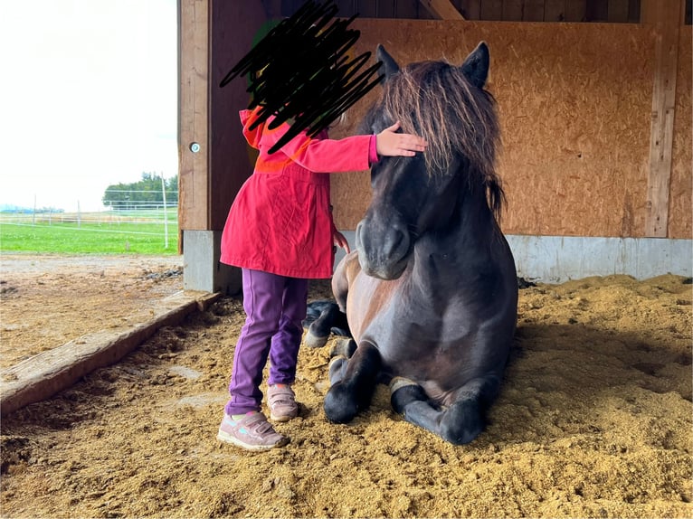 Icelandic Horse Gelding 9 years 13,2 hh Black in Freiburg