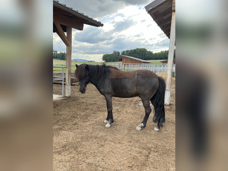 Icelandic Horse Gelding 9 years 13,2 hh Black in Freiburg