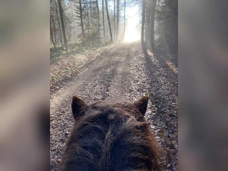 Icelandic Horse Gelding 9 years 13,2 hh Black in Freiburg