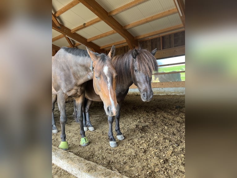 Icelandic Horse Gelding 9 years 13,2 hh Black in Freiburg