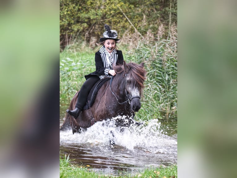 Icelandic Horse Gelding 9 years 13,2 hh Black in Ribbesbüttel