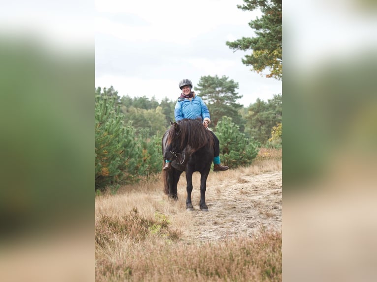 Icelandic Horse Gelding 9 years 13,2 hh Black in Ribbesbüttel