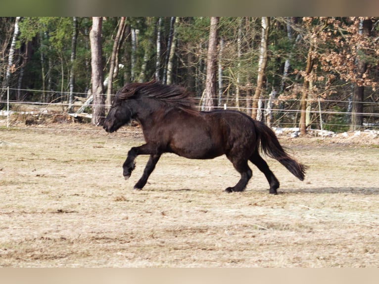 Icelandic Horse Gelding 9 years 13,2 hh Black in Ribbesbüttel