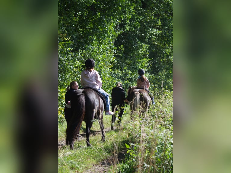 Icelandic Horse Gelding 9 years 13,2 hh Black in Ribbesbüttel