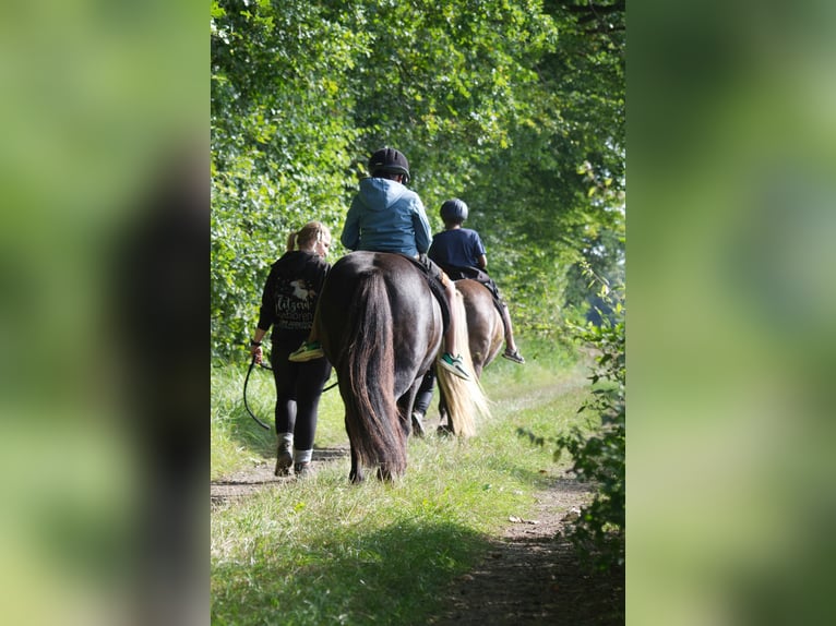 Icelandic Horse Gelding 9 years 13,2 hh Black in Ribbesbüttel