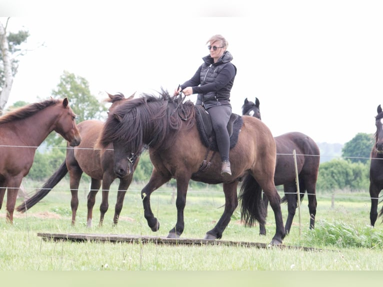 Icelandic Horse Gelding 9 years 13,2 hh Black in Ribbesbüttel