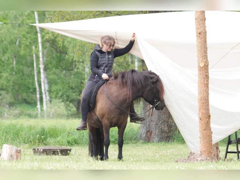 Icelandic Horse Gelding 9 years 13,2 hh Black in Ribbesbüttel