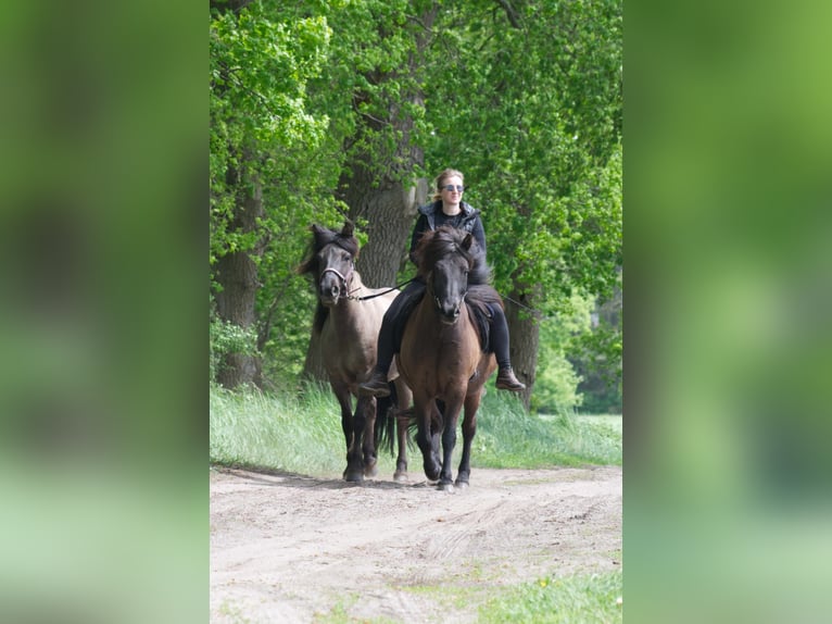 Icelandic Horse Gelding 9 years 13,2 hh Black in Ribbesbüttel