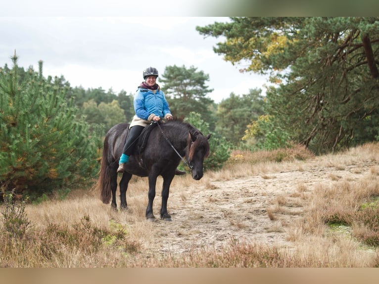 Icelandic Horse Gelding 9 years 13,2 hh Black in Ribbesbüttel