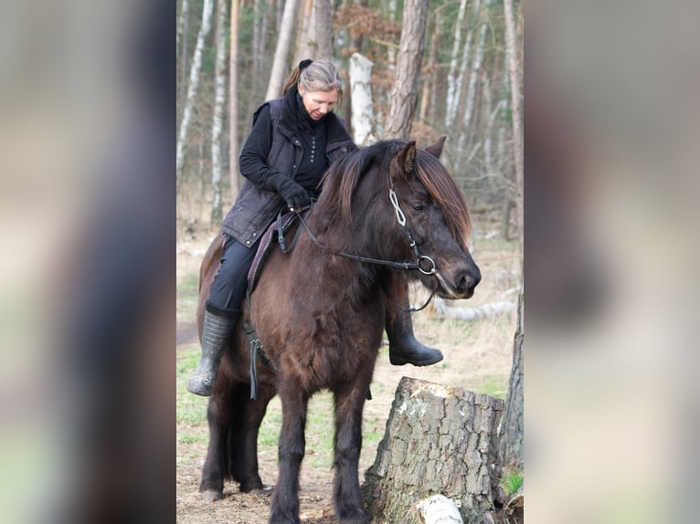 Icelandic Horse Gelding 9 years 13,2 hh Black in Ribbesbüttel