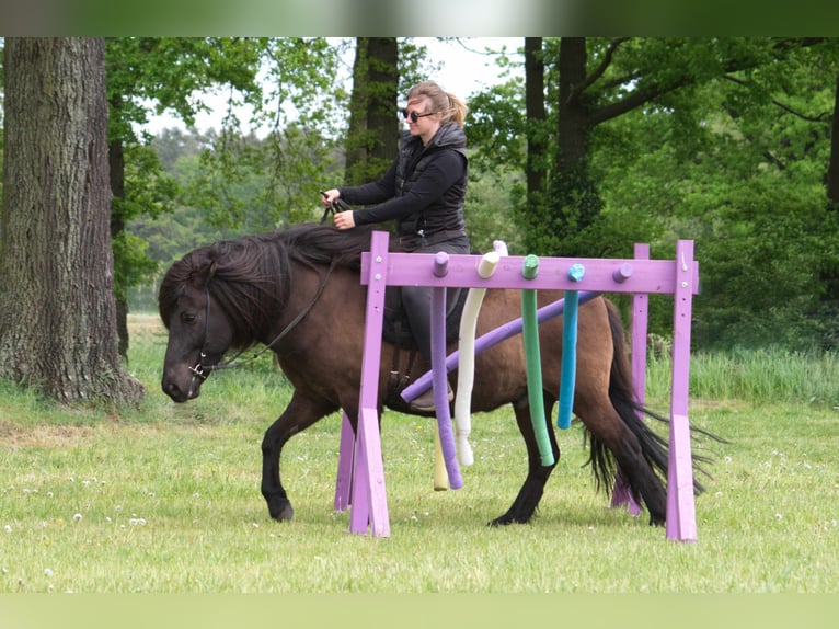 Icelandic Horse Gelding 9 years 13,2 hh Black in Ribbesbüttel