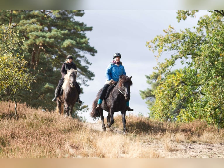 Icelandic Horse Gelding 9 years 13,2 hh Black in Ribbesbüttel