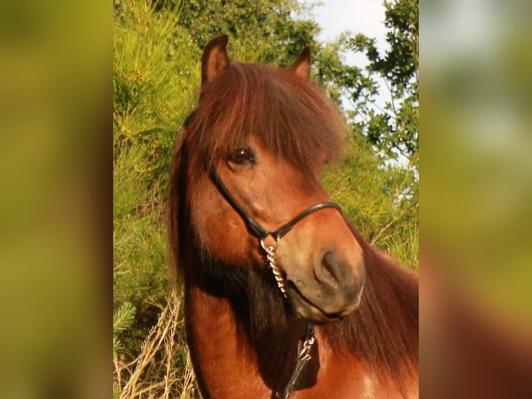 Icelandic Horse Gelding 9 years 13,2 hh Brown in Friesenhagen