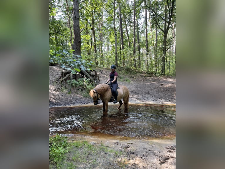 Icelandic Horse Gelding 9 years 13.2 hh Dun in NienhagenNienhagen