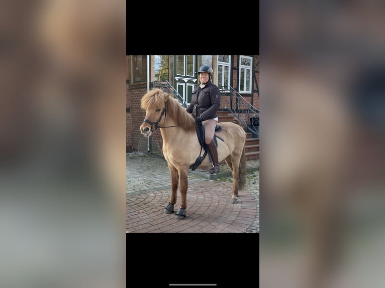 Icelandic Horse Gelding 9 years 13.2 hh Dun in NienhagenNienhagen