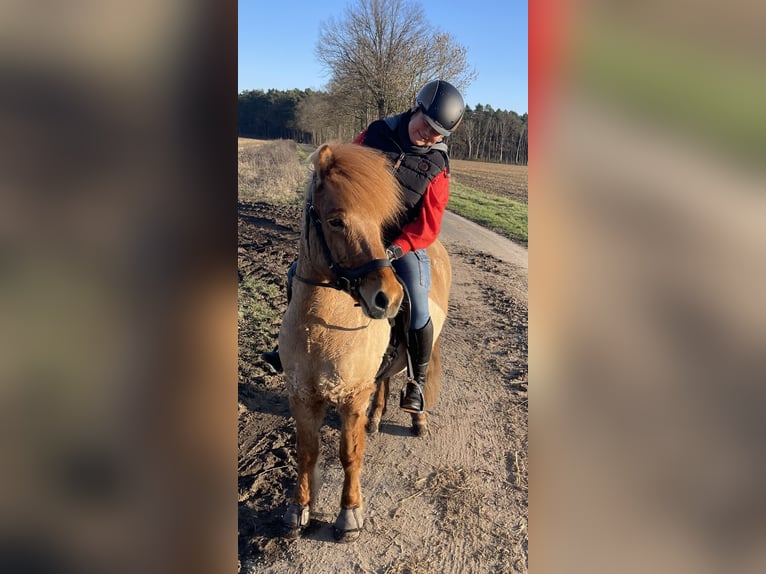 Icelandic Horse Gelding 9 years 13.2 hh Dun in NienhagenNienhagen