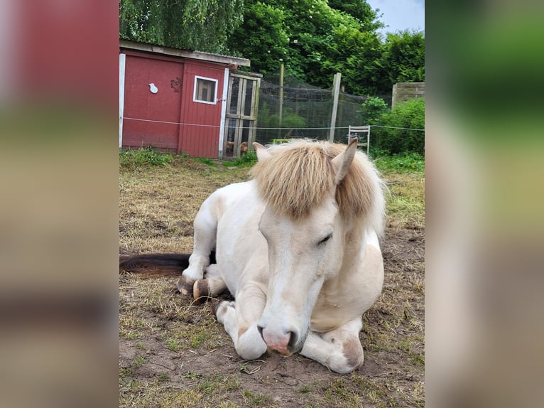 Icelandic Horse Gelding 9 years 13.2 hh Dun in Scharbeutz