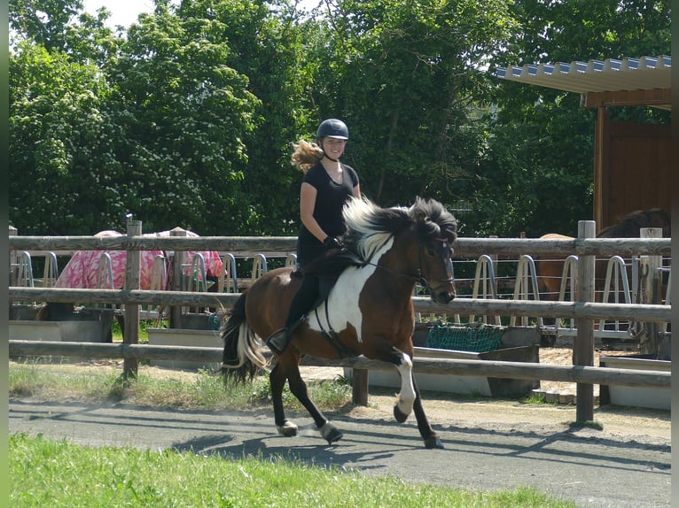 Icelandic Horse Gelding 9 years 13.2 hh Pinto in Euskirchen