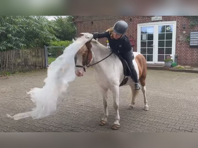 Icelandic Horse Gelding 9 years 13,2 hh Pinto in Schneverdingen