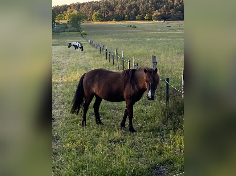 Icelandic Horse Gelding 9 years 13,2 hh Smoky-Black in Seevetal