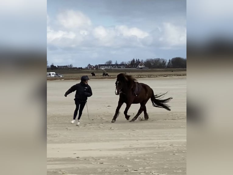 Icelandic Horse Gelding 9 years 13,2 hh Smoky-Black in Seevetal