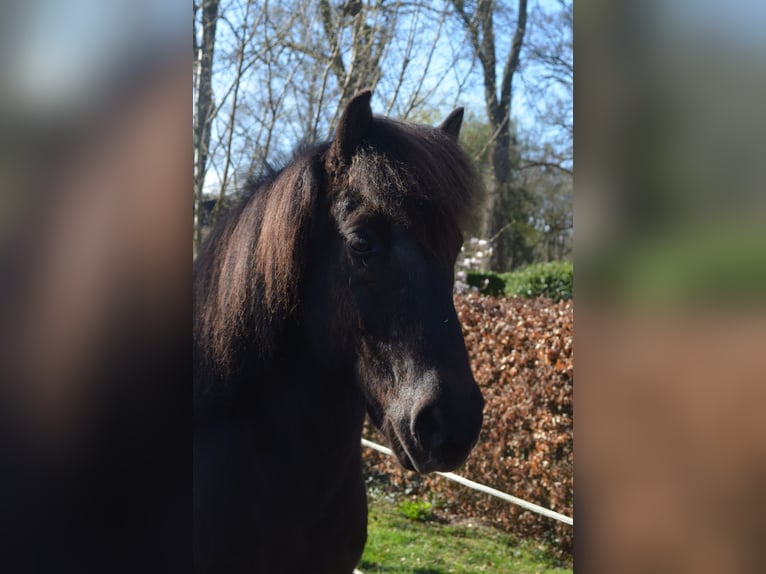 Icelandic Horse Gelding 9 years 13.3 hh Black in Beetsterzwaag