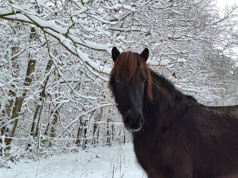 Icelandic Horse Gelding 9 years 13.3 hh Black in Beetsterzwaag
