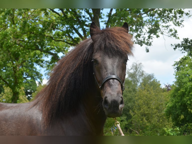 Icelandic Horse Gelding 9 years 13.3 hh Black in Beetsterzwaag
