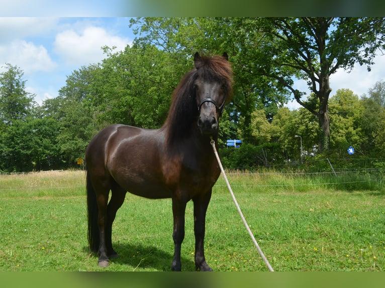 Icelandic Horse Gelding 9 years 13.3 hh Black in Beetsterzwaag