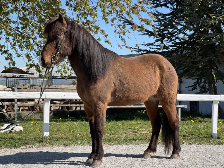 Icelandic Horse Gelding 9 years 13.3 hh Brown in Rottenburg am Neckar