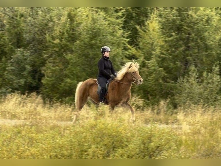 Icelandic Horse Gelding 9 years 13,3 hh Chestnut-Red in Hrimnishöllin