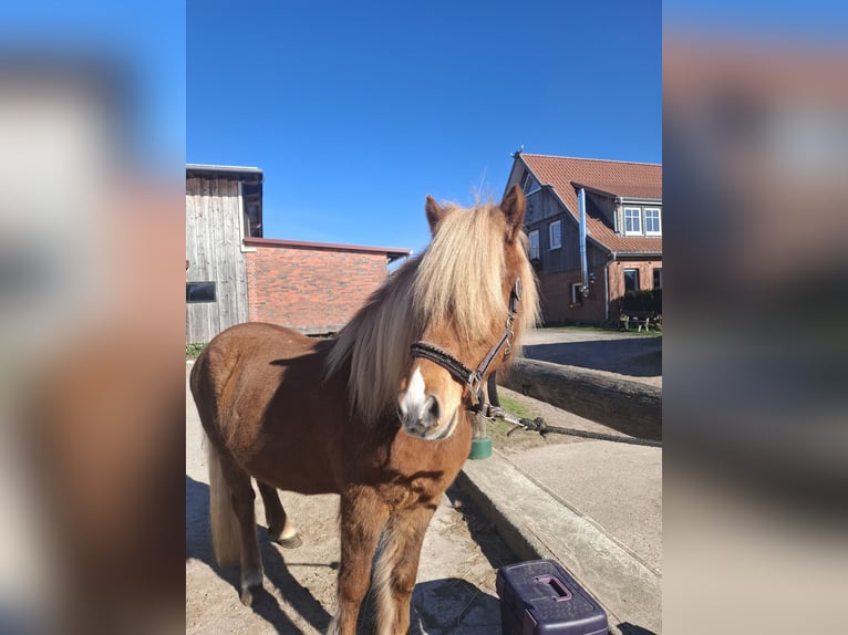 Icelandic Horse Gelding 9 years 13.3 hh Chestnut-Red in Bispingen